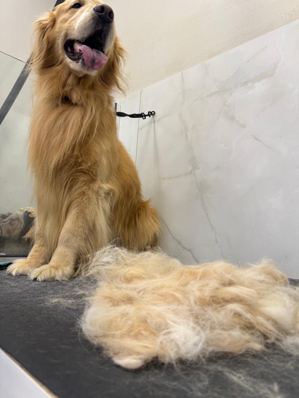 Cachorro após a remoção de pelos mortos, com os pelos removidos em primeiro plano