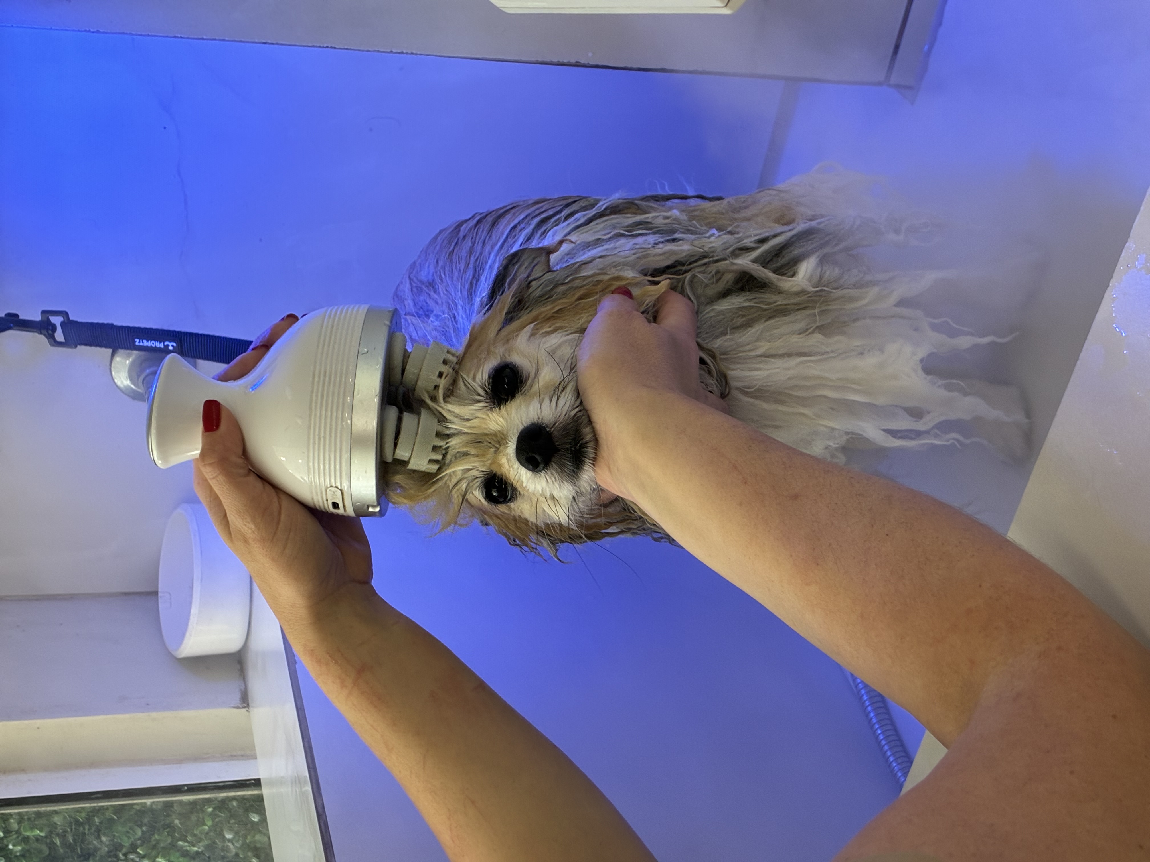 Cachorro durante o banho