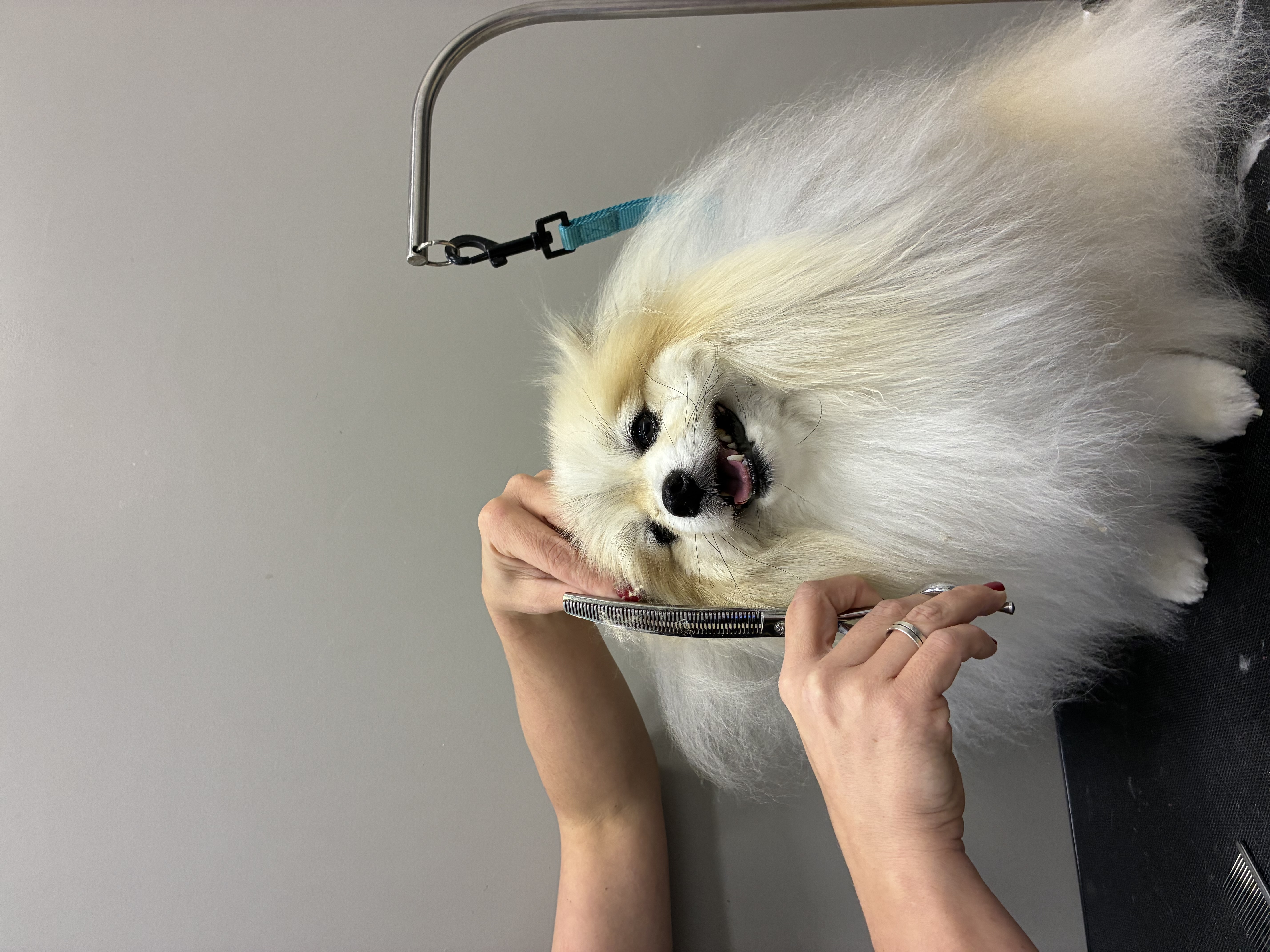 Cachorro durante os cuidados de tosa